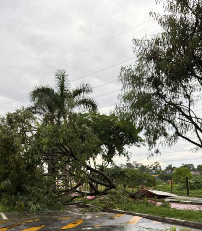 Chuva Forte e Ventos Causam Quedas de Árvores em Pindamonhangaba